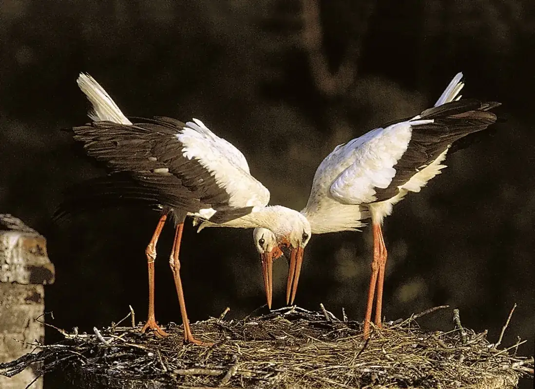 Jak rozmnażają się bociany - fascynujący proces budowy gniazda i lęgów