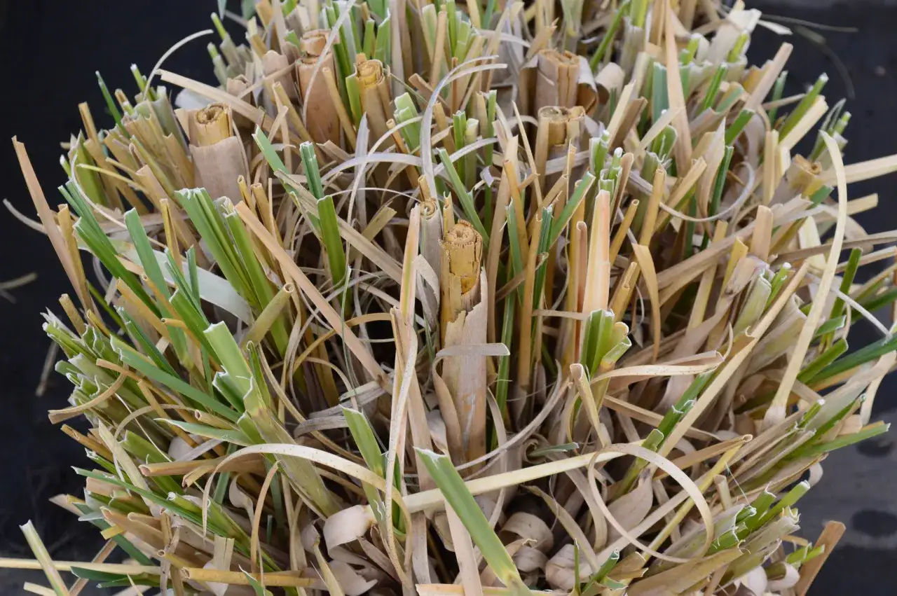 Jak przycinać trawę pampasową, aby uniknąć błędów i cieszyć się zdrowiem rośliny