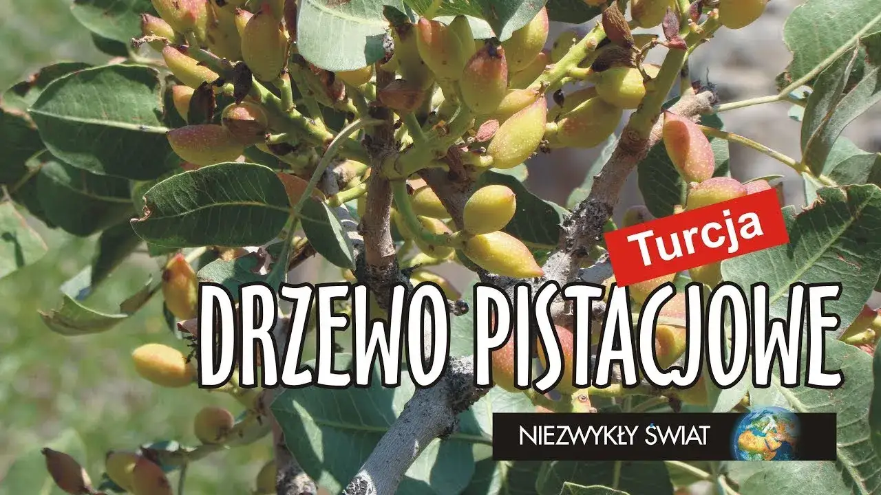 Drzewo jak nuta - odkryj tajemnice orzechów i zagadek