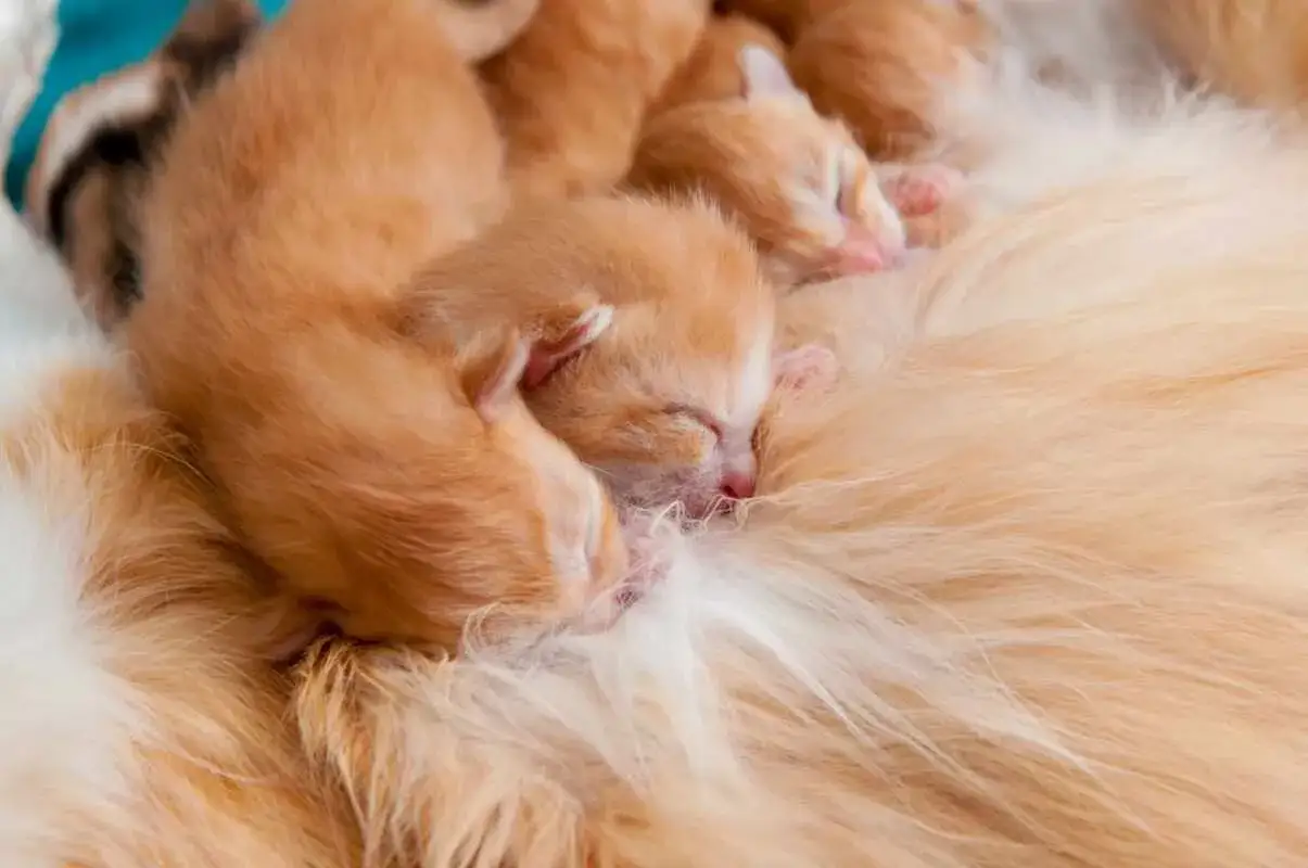 Kiedy można brać małe kotki na ręce, aby nie zrazić matki?