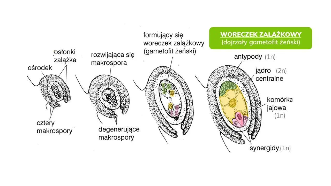 Jak rozmnażają się rośliny nagonasienne? Odkryj ich tajemnice rozmnażania