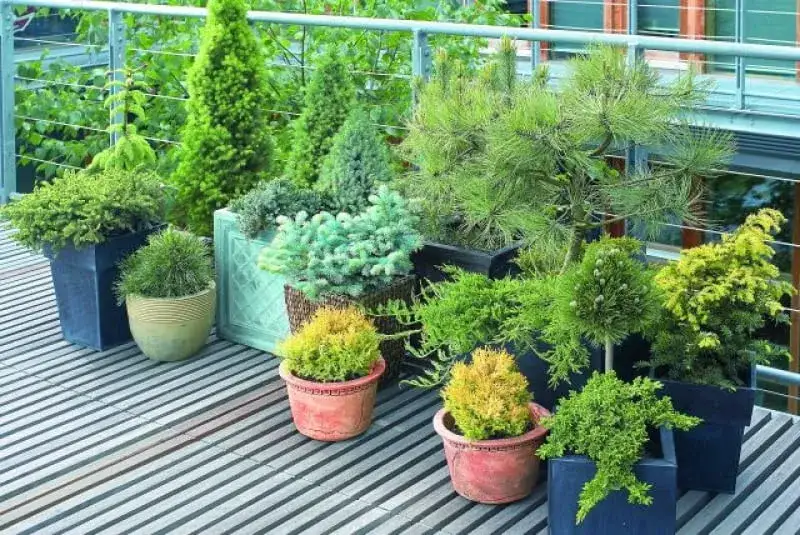 Iglaki na taras: Przewodnik po mrozoodpornych odmianach i pielęgnacji