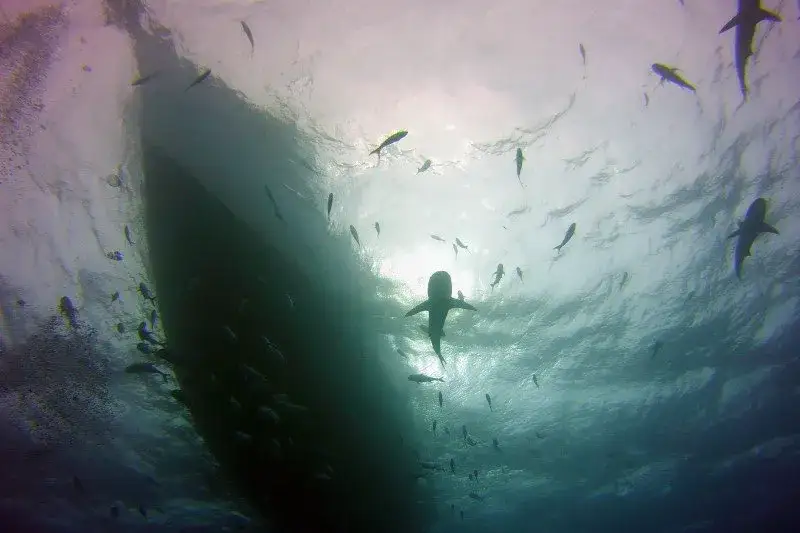 Talasofobia: Jak oswoić lęk przed głęboką wodą i odzyskać spokój?