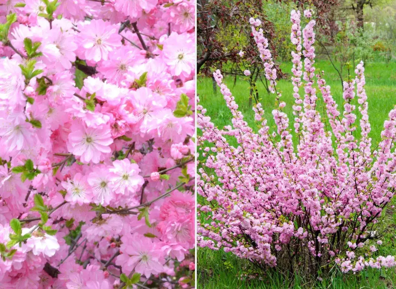 Migdałek kiedy sadzić – najlepsze terminy i praktyki dla zdrowych roślin