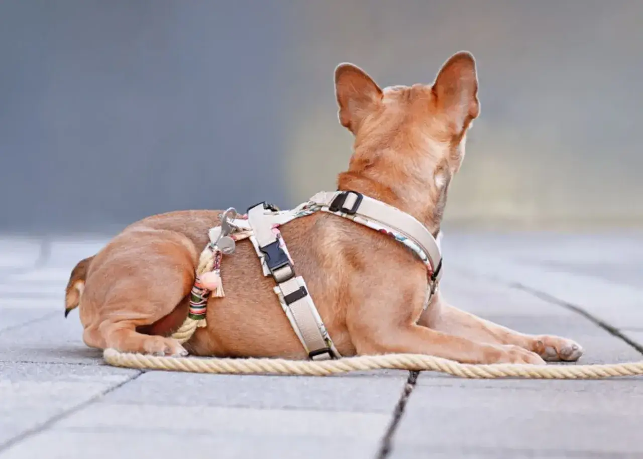 Jakie szelki dla psa? Ekspert radzi: Komfort i bezpieczeństwo.