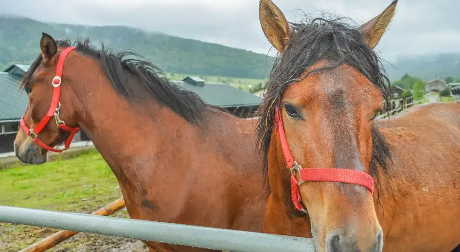 Godziny otwarcia stadniny koni Janów Podlaski - nie przegap wizyty