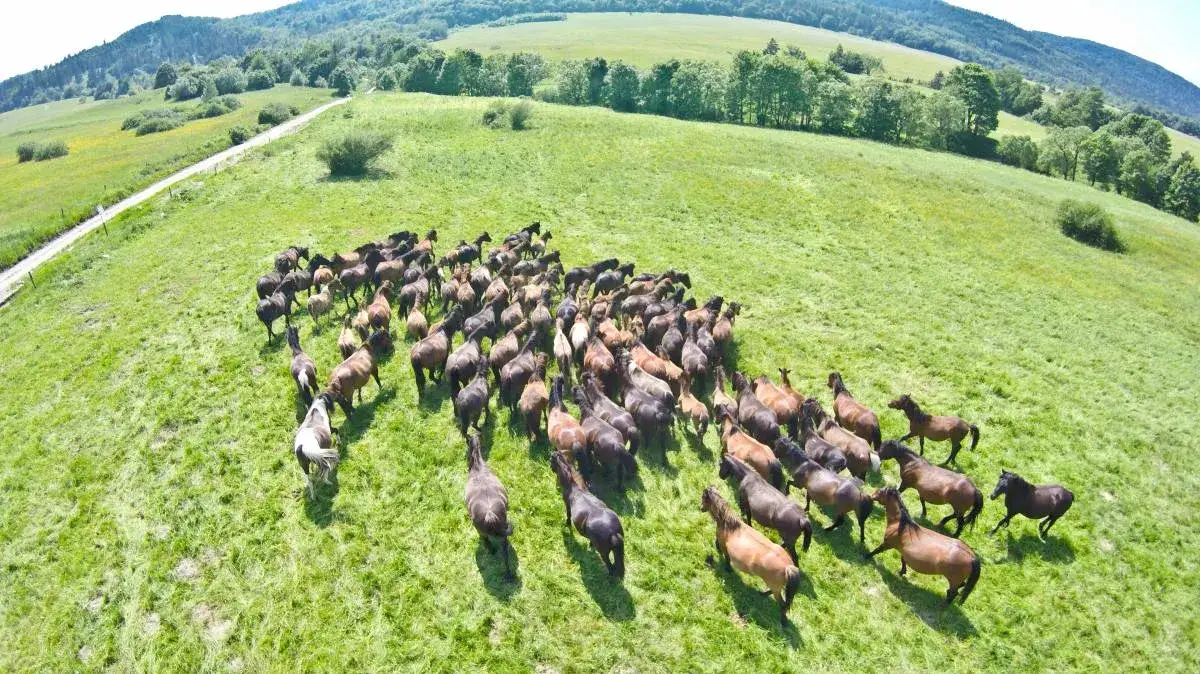 Odkryj Stadninę Gładyszów: Konie Huculskie, atrakcje i ceny