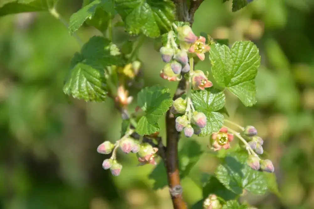Jak kwitnie czarna porzeczka? Kluczowe etapy i pielęgnacja rośliny
