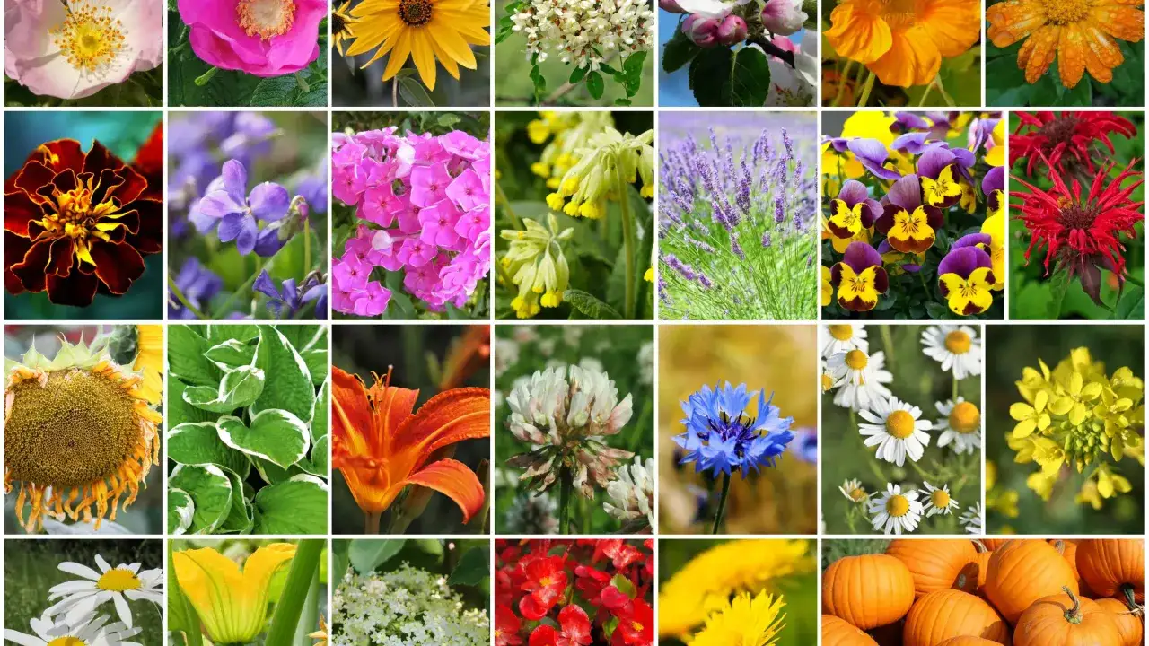 Jadalne kwiaty: Bezpieczne przepisy i inspiracje prosto z ogrodu