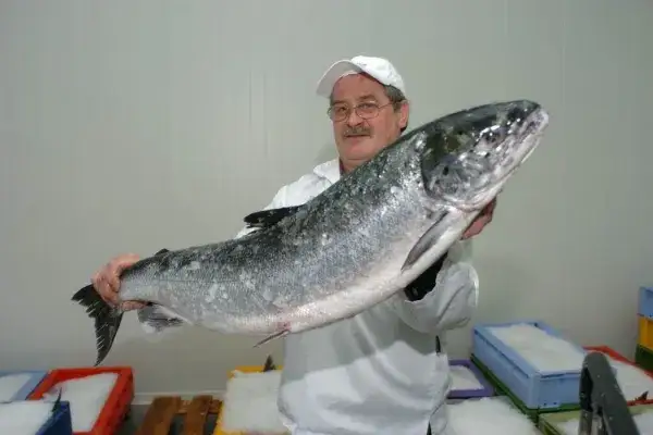 Czy łosoś występuje w Bałtyku? Poznaj zagrożenia i ochronę tej ryby