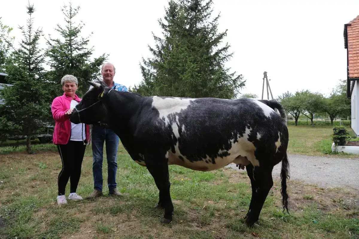 Para dumnych hodowców pozuje z okazałą krową belgijską, dumą ich gospodarstwa.