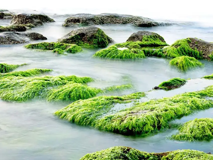 Skąd jod nad morzem? Zaskakujące źródła i korzyści dla zdrowia