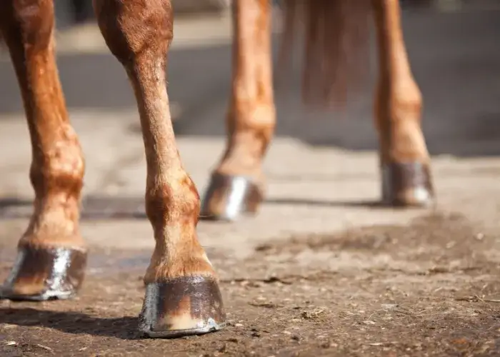 Jak rozpoznać objawy ochwatu u konia i uniknąć poważnych problemów