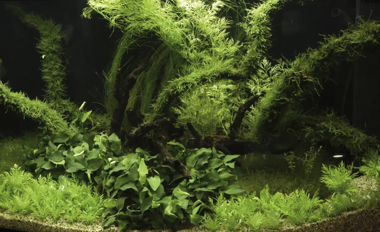 Żelazo w akwarium: Kiedy i jak nawozić, by uniknąć glonów?