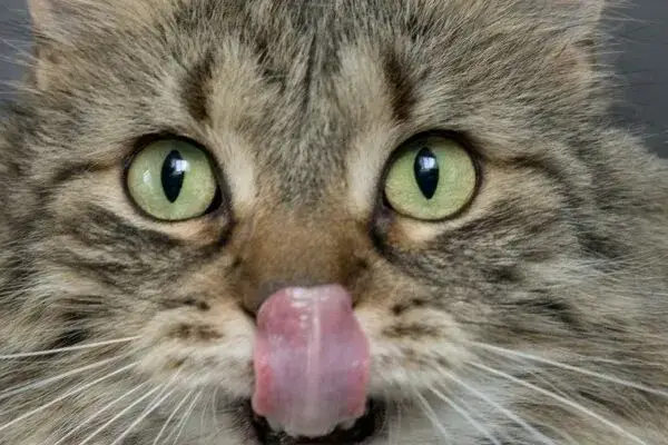 Czy koty mogą jeść karmę dla psów? Sprawdź, co może zaszkodzić kotu