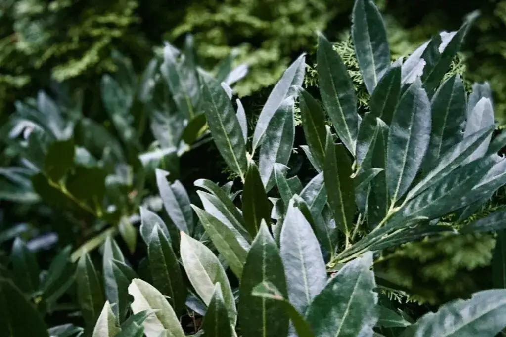 Laurowiśnia etna co ile sadzić, by uniknąć problemów z wzrostem