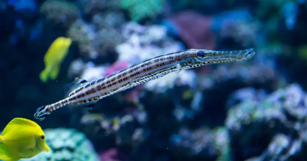 Oceanarium Sopot - Fascynujące życie morskie i atrakcje turystyczne