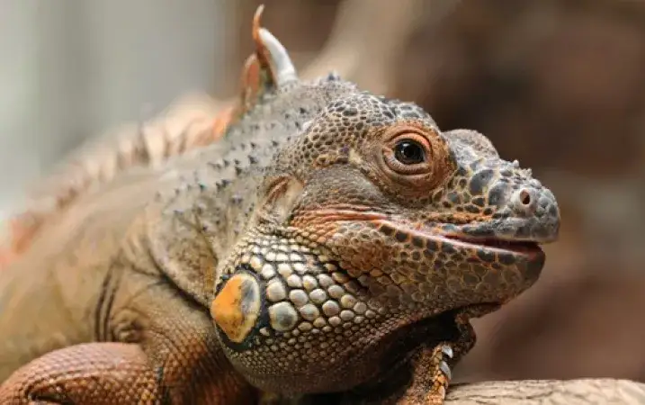 Jak hodować jaszczurkę: kluczowe zasady, by uniknąć błędów w pielęgnacji