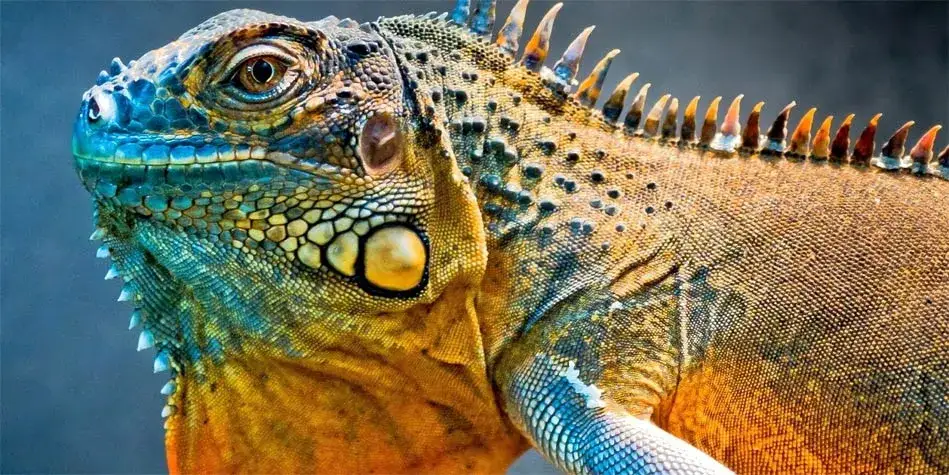 Iguana: Amerykańskie korzenie, polski rozwój. Czy warto kupić?