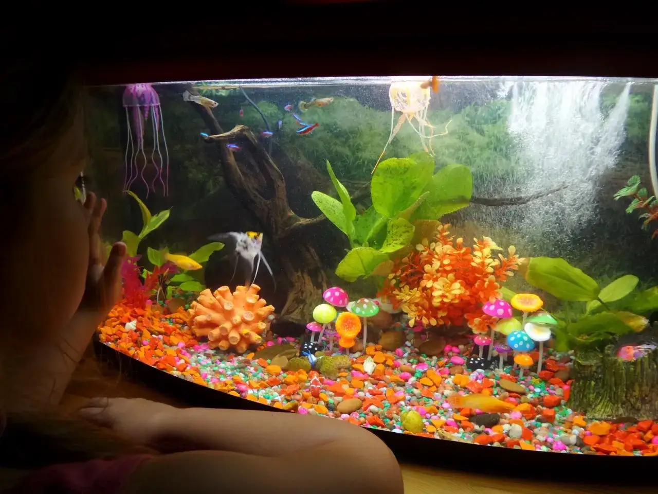 Czy skalary mogą być z gupikami? Oto co musisz wiedzieć, aby uniknąć problemów