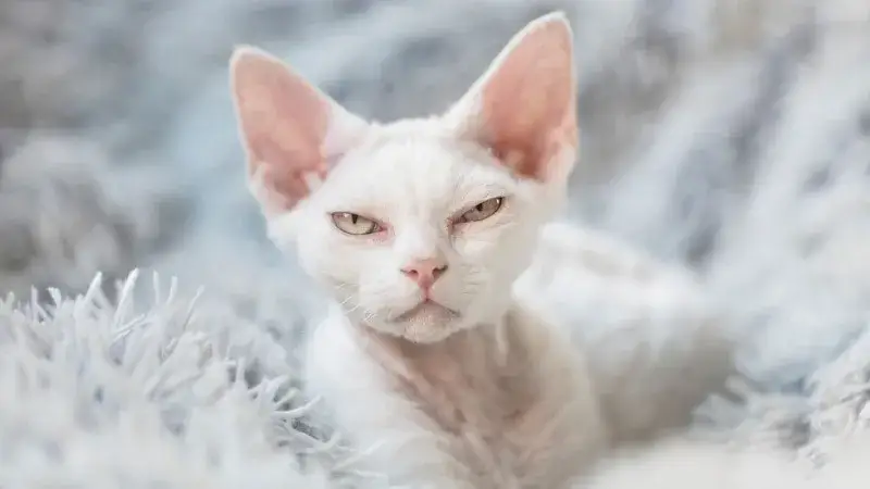 Biały Devon Rex: Cechy, pielęgnacja i jak znaleźć idealnego kota