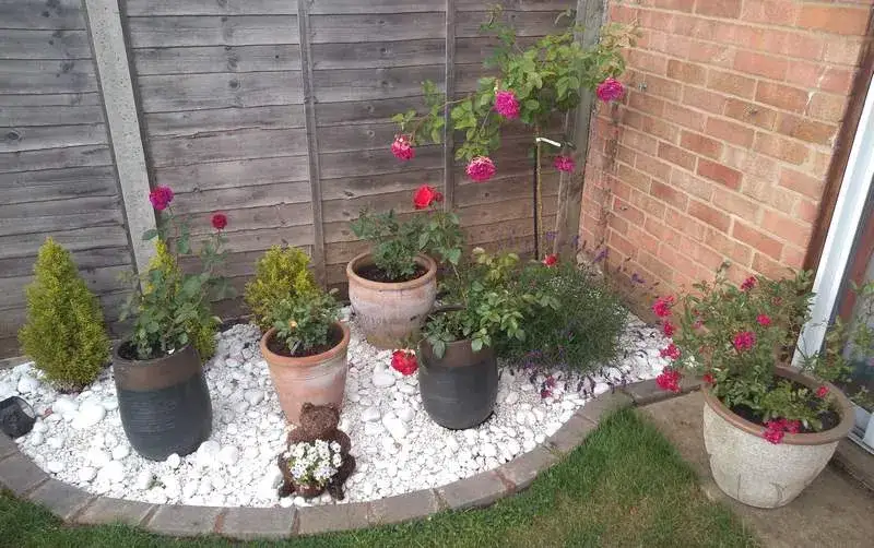 Kiedy sadzić róże w donicy, aby uniknąć błędów w pielęgnacji?