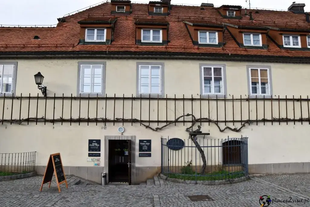 Maribor: Gdzie zjeść? Przewodnik po smakach Styrii i winie