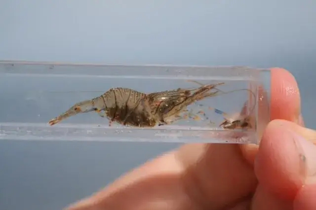 Czy w Bałtyku są krewetki? Odkryj ich tajemnice i gatunki