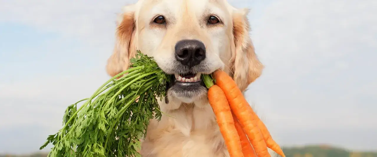 Szczeniak a marchewka: Czy to bezpieczne? Pełny poradnik!