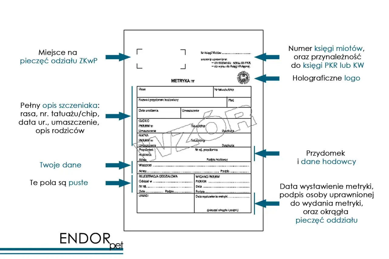 Rodowód psa: Jak wyrobić? Przewodnik krok po kroku (ZKwP)