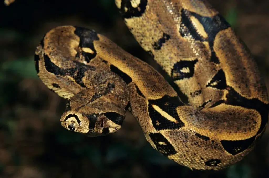 Czy wąż przywiązuje się do właściciela? Fakty, które musisz poznać