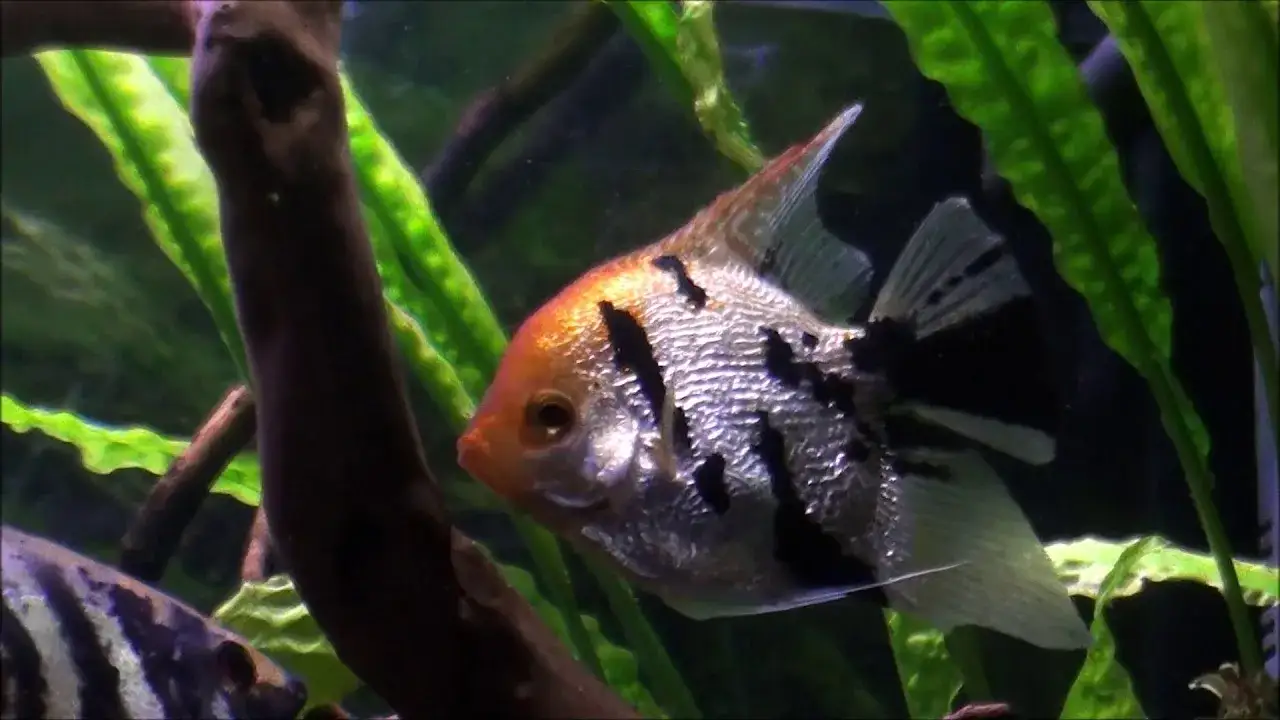 Jak hodować skalary: unikaj najczęstszych błędów w akwarystyce