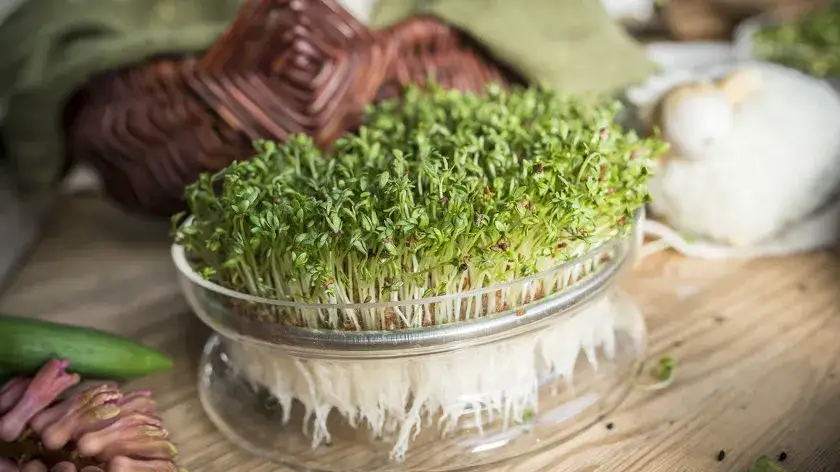 Na czym sadzić rzeżuchę, aby uniknąć najczęstszych błędów?