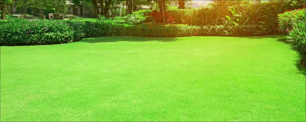 Jaka trawa na trawnik? Opinie ekspertów i ranking najlepszych mieszanek