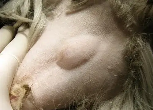 Przepuklina u psa: Objawy, które powinny zaniepokoić właściciela