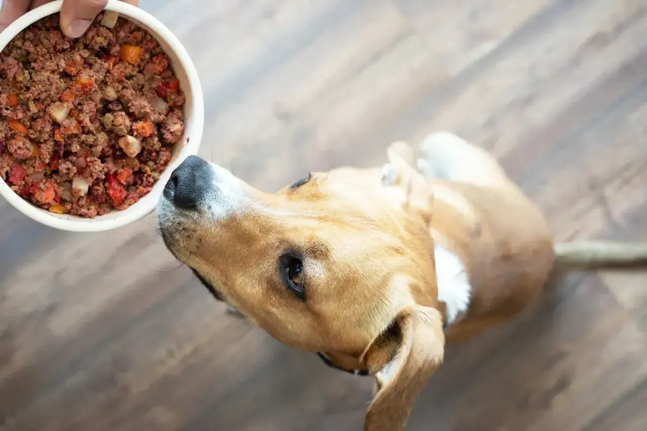 Jak odmierzyć karmę dla psa bez wagi – proste metody na każdą chwilę