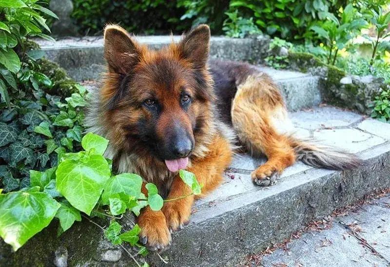 Jak często kąpać owczarka niemieckiego długowłosego, by uniknąć problemów ze skórą?