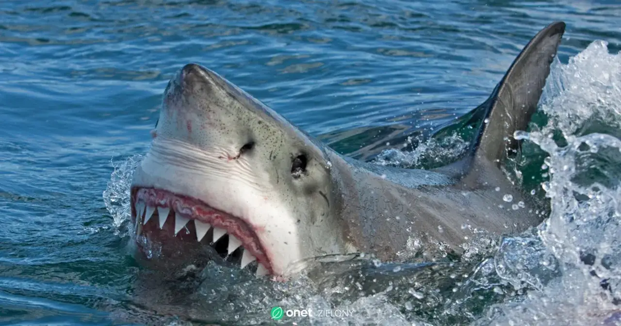 Rekiny w Bałtyku: Tak, ale są bezpieczne! Rozwiewamy mity