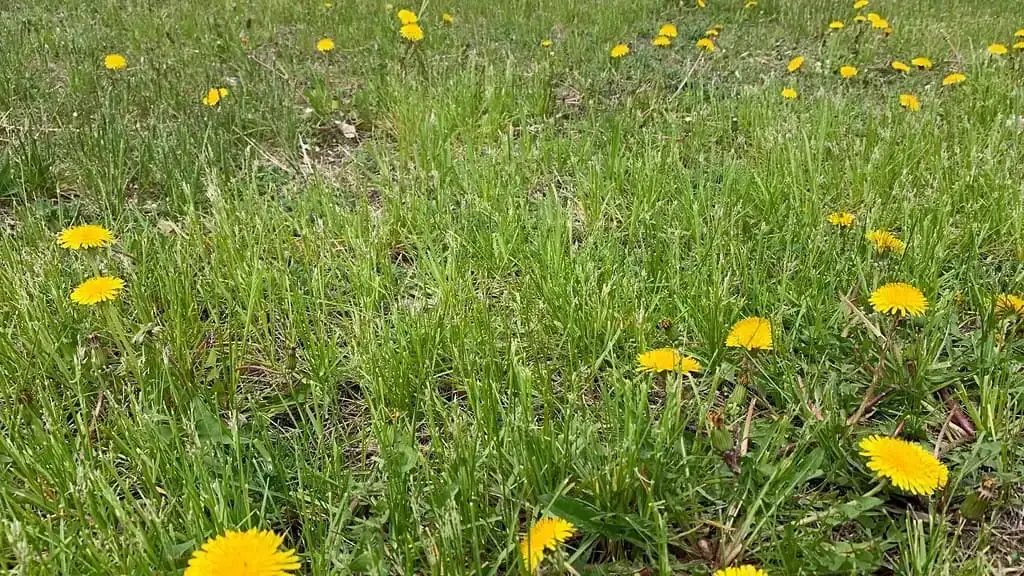 Żółte chwasty: Jak rozpoznać i skutecznie zwalczyć? Poradnik