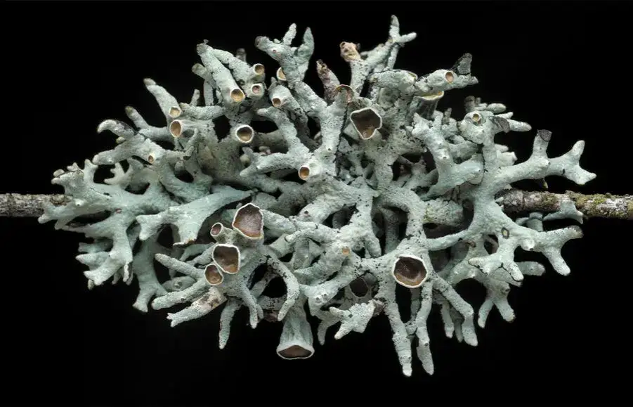 Jak rozmnażają się porosty? Odkryj fascynujące metody ich życia