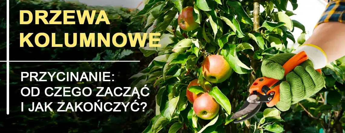 Jak przycinać drzewa kolumnowe, aby uniknąć błędów i poprawić plony
