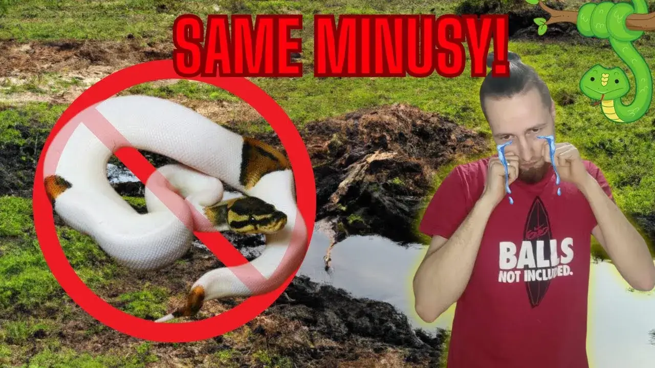 Jak namówić rodziców na węża i uniknąć najczęstszych obaw