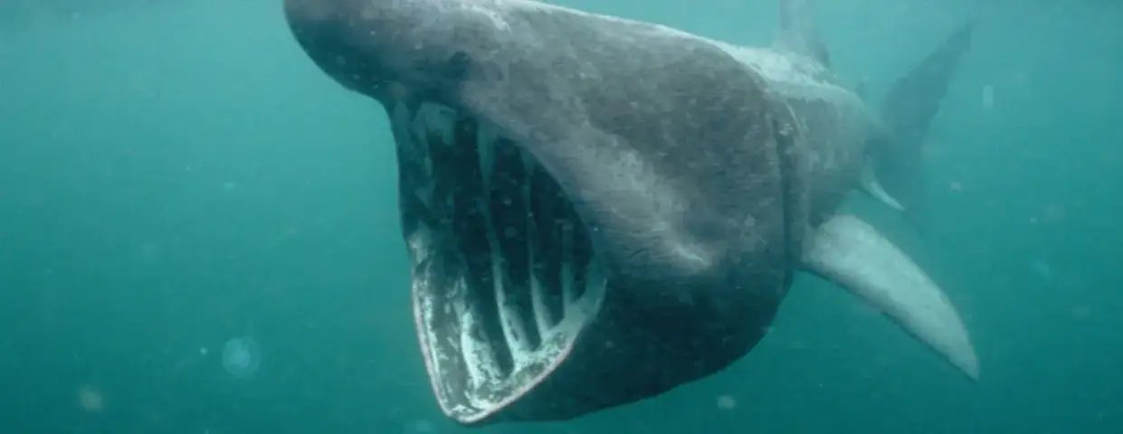 Czy w Bałtyku są rekiny? Rzadkie gatunki i ich bezpieczeństwo dla ludzi