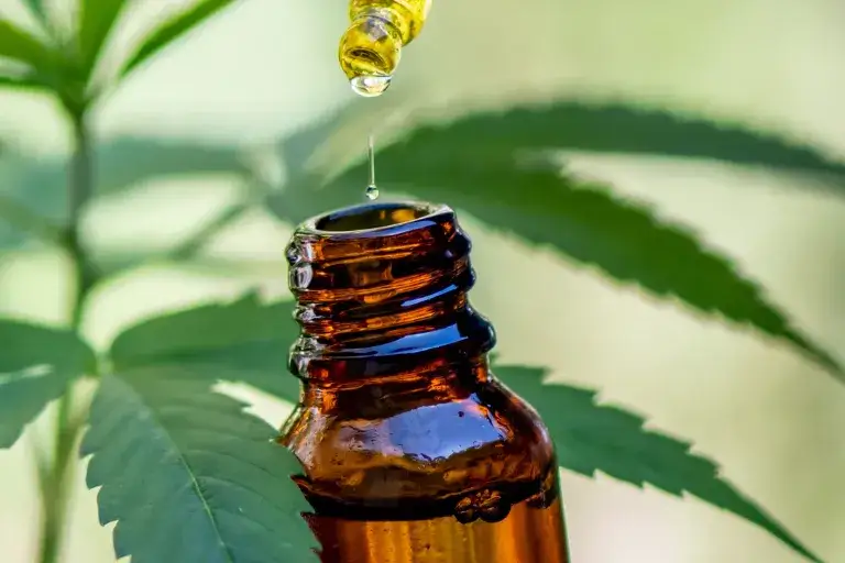 Jaki olej CBD dla psa wybrać, by uniknąć problemów zdrowotnych?