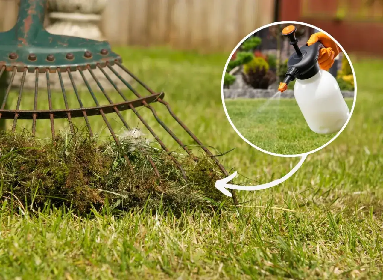 Wapnowanie trawnika: Kiedy i jak? Pozbądź się mchu i chwastów!