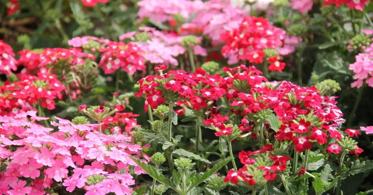 Jakie kwiaty sadzić w marcu, aby cieszyć się pięknym ogrodem?