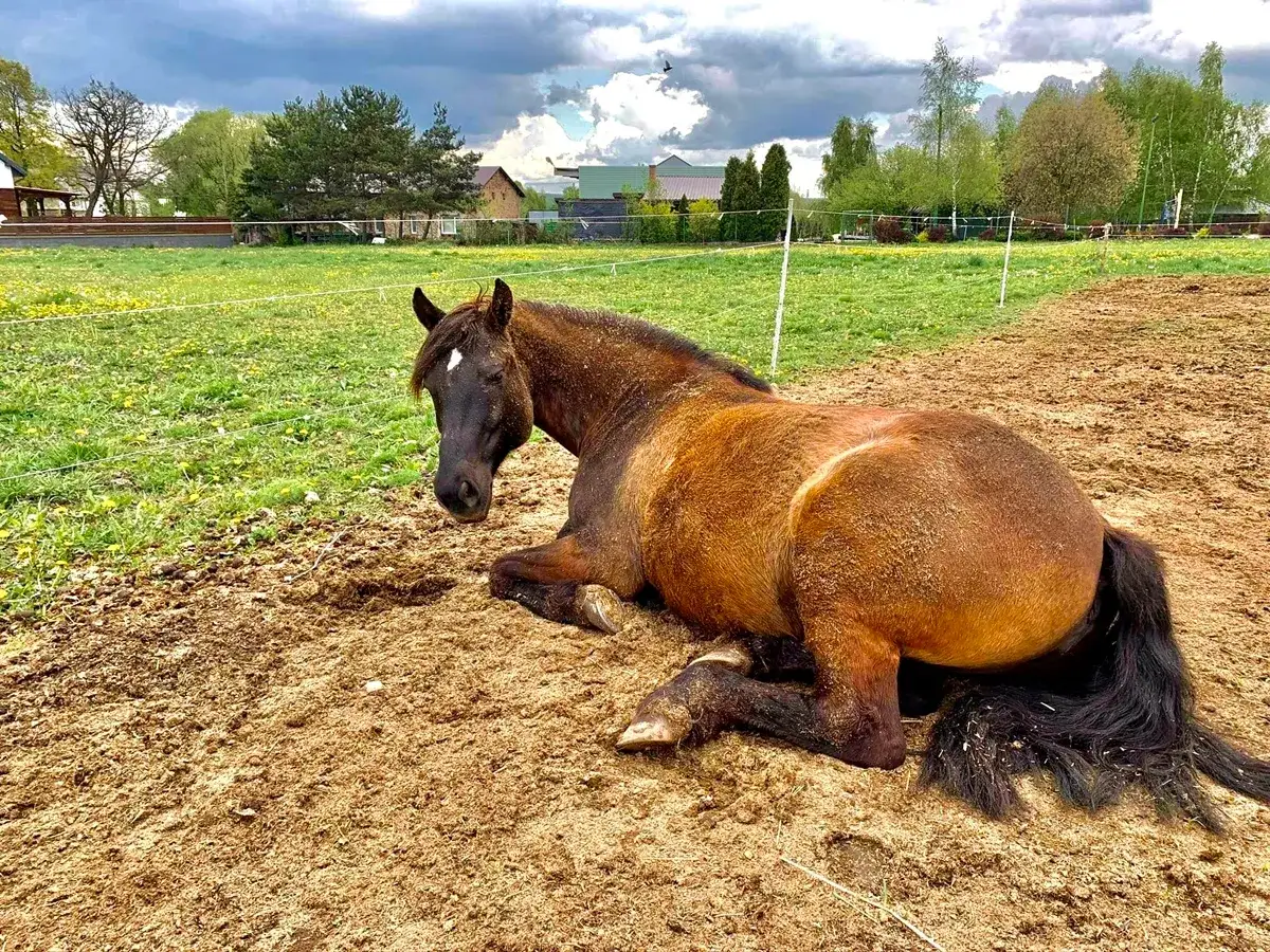 Jak śpi koń? Odkryj sekrety snu na stojąco i fazy REM!