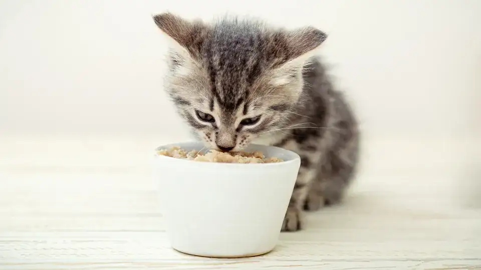 Jak często karmić małego kotka, aby zapewnić mu zdrowie i szczęście