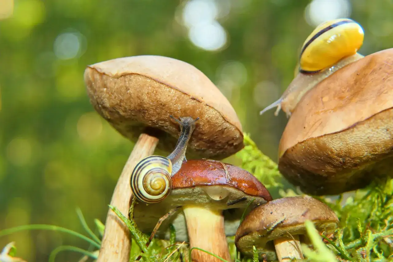 Alergia na pleśnie – czego nie jeść, aby uniknąć reakcji alergicznych