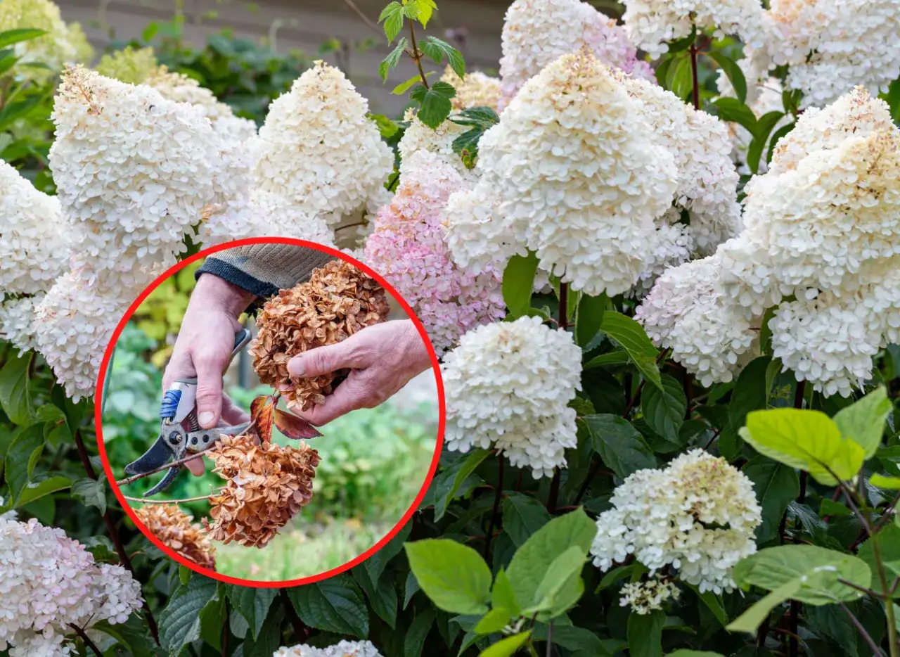 Jak przycinać hortensję bukietową, aby uniknąć błędów i cieszyć się kwiatami